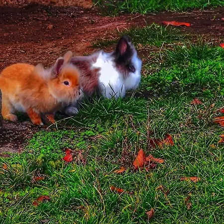 Vikendica Domacinstvo Pajovic Gornji Milanovac