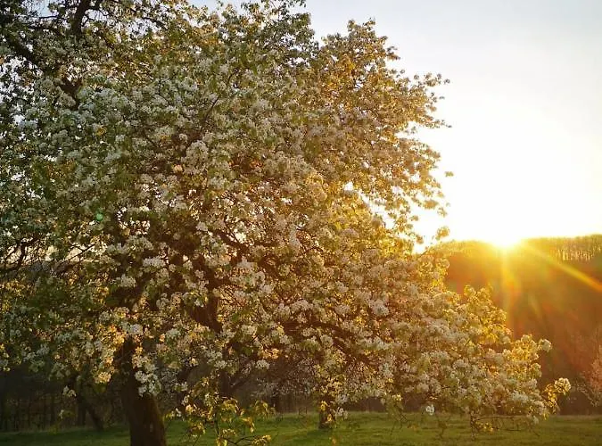 Case de vacanță Domacinstvo Pajovic Gornji Milanovac