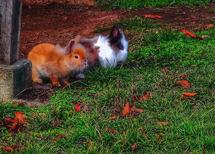 Case de vacanță Domacinstvo Pajovic Gornji Milanovac